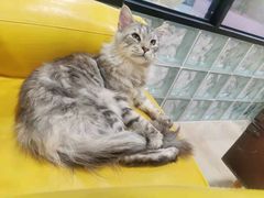 -70cat德文卷毛猫·缅因猫纯种猫舍