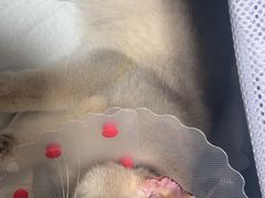 -中农大我爱我爱动物医院·核磁CT·猫病·24小时夜诊中心(石佛营店)