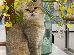 -共舞时光猫咖·狗咖(新街口店)
