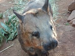 -费瑟代尔野生动物园