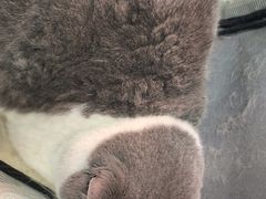 -利又安动物医院··老年病·猫科犬科·中兽医