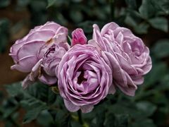 -人民公园(罗湖区)