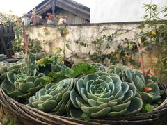 -浔岚云舍mist静谧观景美宿(丽江古城店)