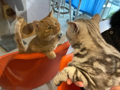 -纳吉亚猫专科动物医院博雅分院