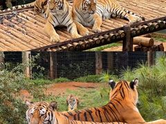 -云南野生动物园