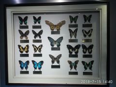 -上海昆虫博物馆