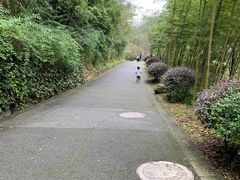 -都江堰中华大熊猫苑