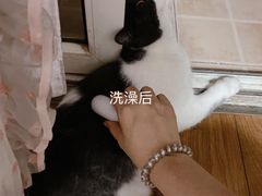 -天使宠物医院·犬猫分诊(彩虹店)