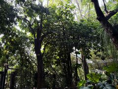 -Fern Forest Cafe