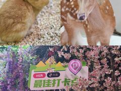 -正佳雨林生态植物园