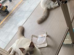 -佳佳动物医院