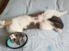 -艾贝尔宠物医院·24H转诊中心·肿瘤猫专科(江宁双龙店)