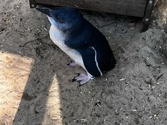 -费瑟代尔野生动物园