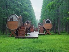 -黄海国家森林公园