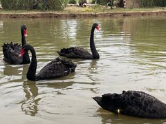 -祥源·阜阳生态乐园