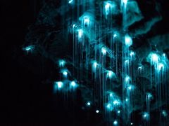 -怀托摩萤火虫洞