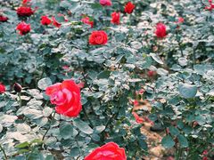 -人民公园(罗湖区)