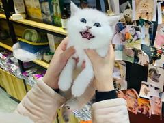 -欣宠猫屋·矮脚拿破仑·蓝金金渐层