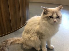 -飞行喵MR PILOT|猫舍·猫咖(静安大融城店)
