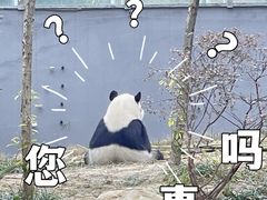-成都大熊猫繁育研究基地