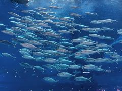 -成都浩海立方海洋公园