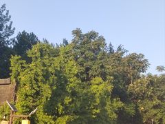 -塔吉蜀黍塔吉锅(大茂城店)