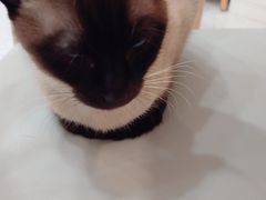 -喵园·猫主题咖啡厅·撸猫·猫咖(国贸店)