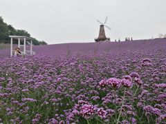 -大塘金香草谷