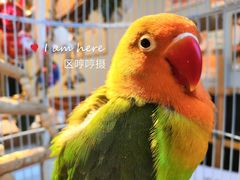 -玥儿弯弯手作烘焙(中海国际社区御城店)