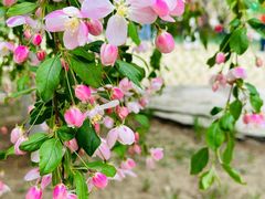 -海棠花溪(元大都城垣遗址公园)