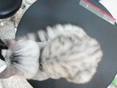 -momokira米努特·德文卷毛猫·棉花面纱犬