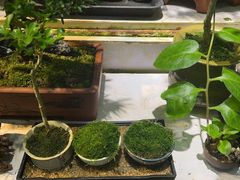 -花鸟鱼虫鲜花绿植市场(玉泉路店)