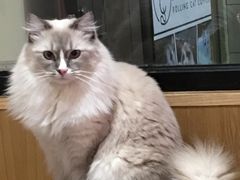 -滚猫咖啡·猫咖·猫友好撸猫(未来城店)