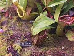 -中国科学院西双版纳热带植物园