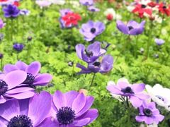 -上海鲜花港