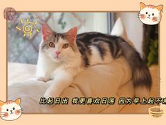 -宠爱国际动物医院·消化内科·心肾内科·ISFM猫友好(望京店)