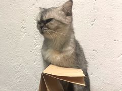 -猫色咖啡·猫咖