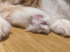 -啵啵喵·猫咖(攀华国际店)