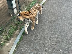 -大连森林动物园