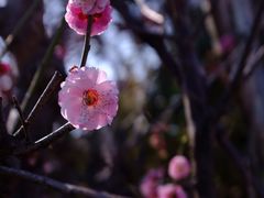 -龙大花卉苗木市场