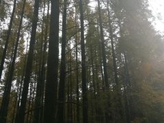 -山王坪喀斯特国家生态公园