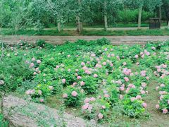 -北京麋鹿生态实验中心