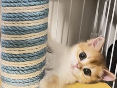 -翊宠yipet猫狗购宠庄园犬舍•猫舍