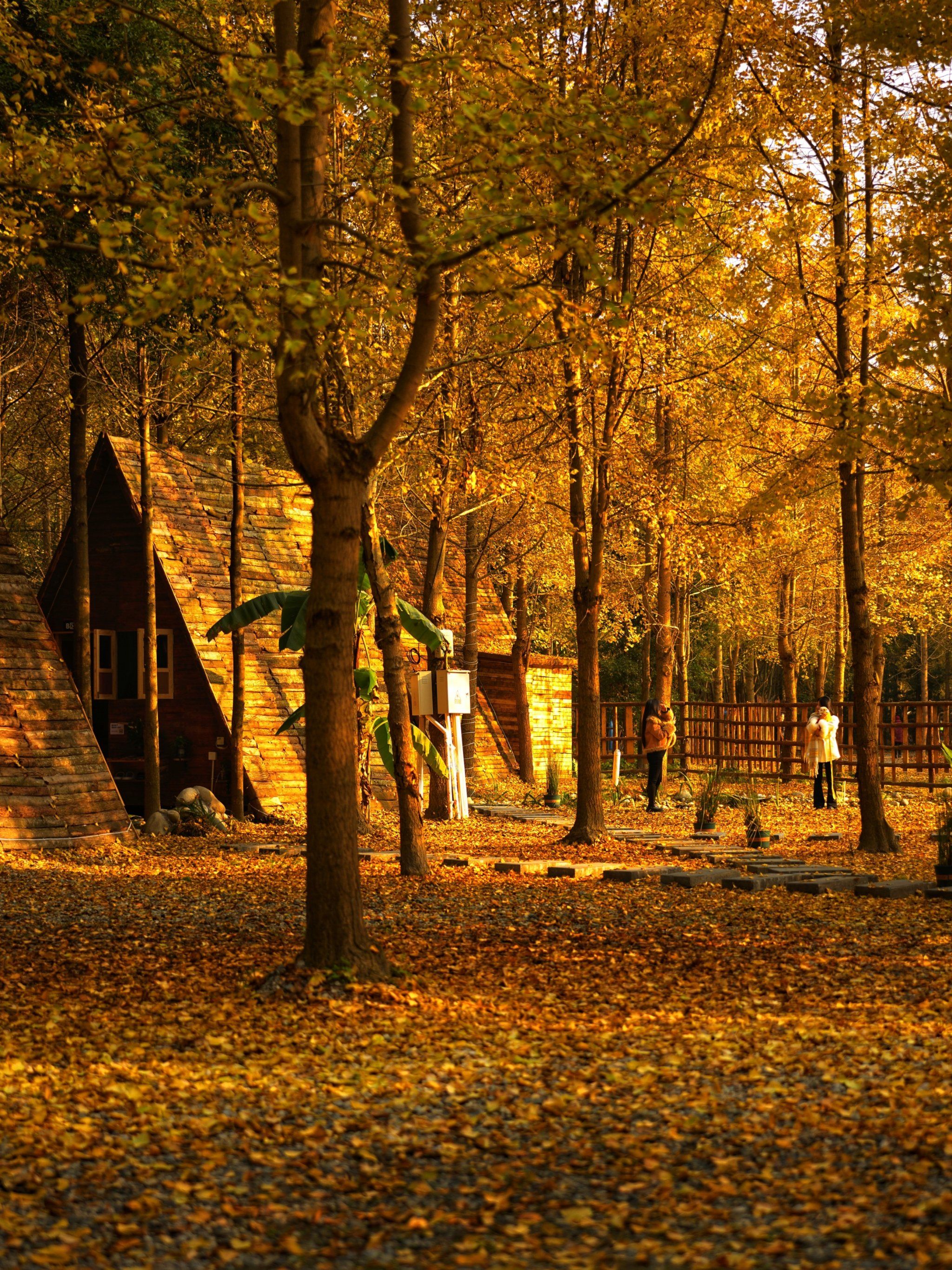 一日游|来崇州这个小众地方遛娃,赏银杏,开心