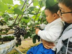 -金谷域澳洲庄园