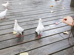 -合肥滨湖国家森林公园