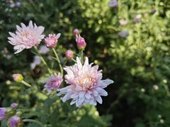 -北京国际鲜花港