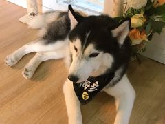 -Husky Go! 哈士奇体验馆·宠物咖啡厅狗咖