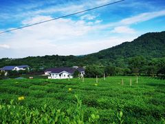 -中国茶叶博物馆(双峰馆区)