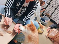 -逗柴咖啡屋·狗咖猫咖宠物桌游
